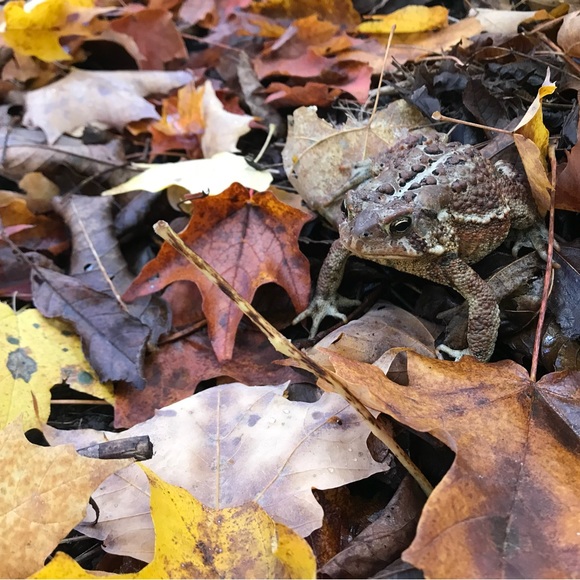 Meet your Posher, Po cheng - Picture 1 of 1